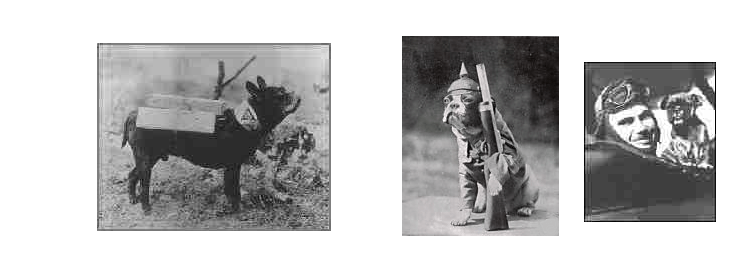photo bouledogue français seconde guerre mondiale