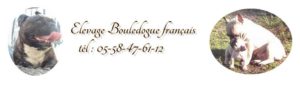 élevage bouledogue français